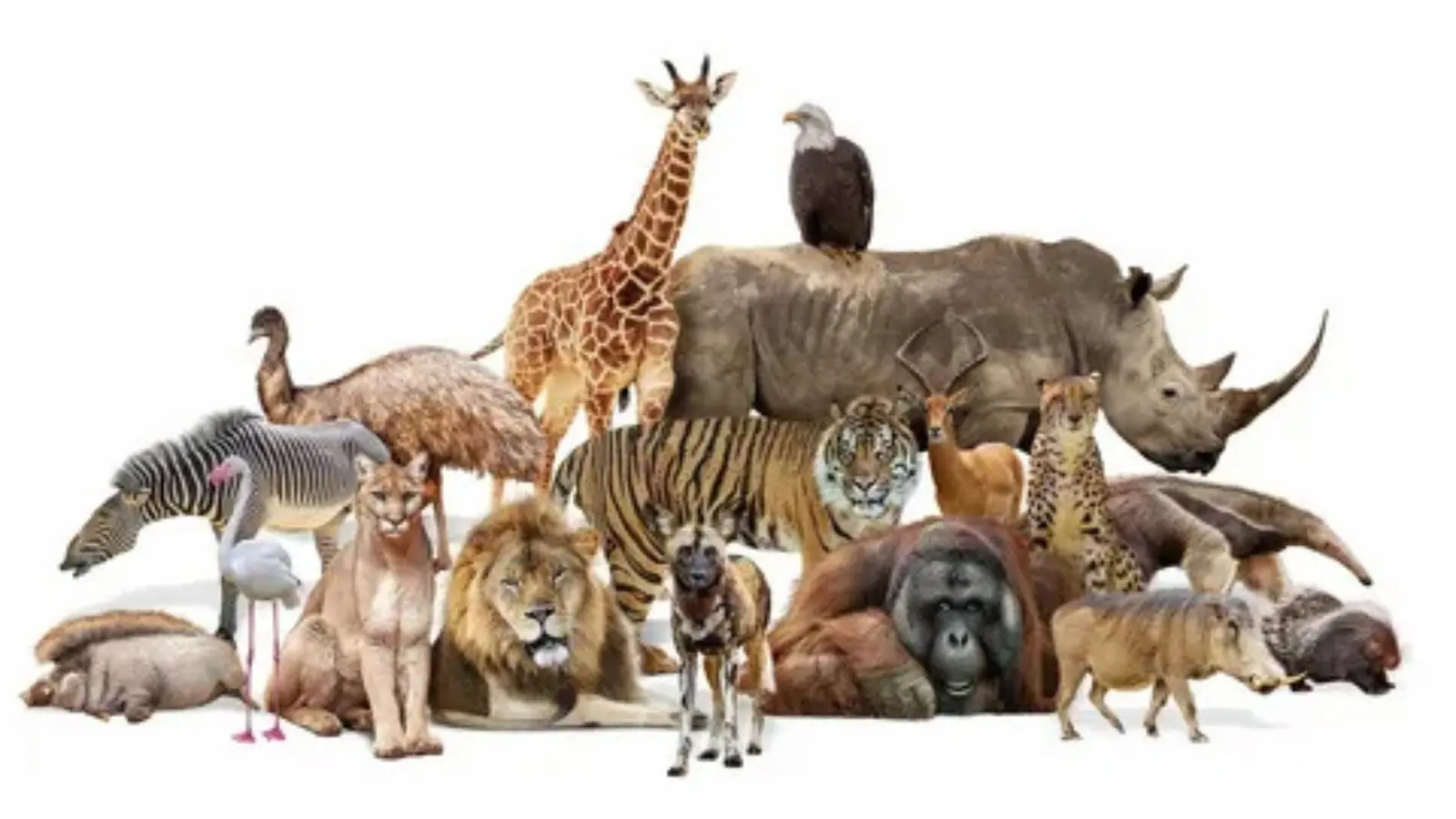 animal pick up lines