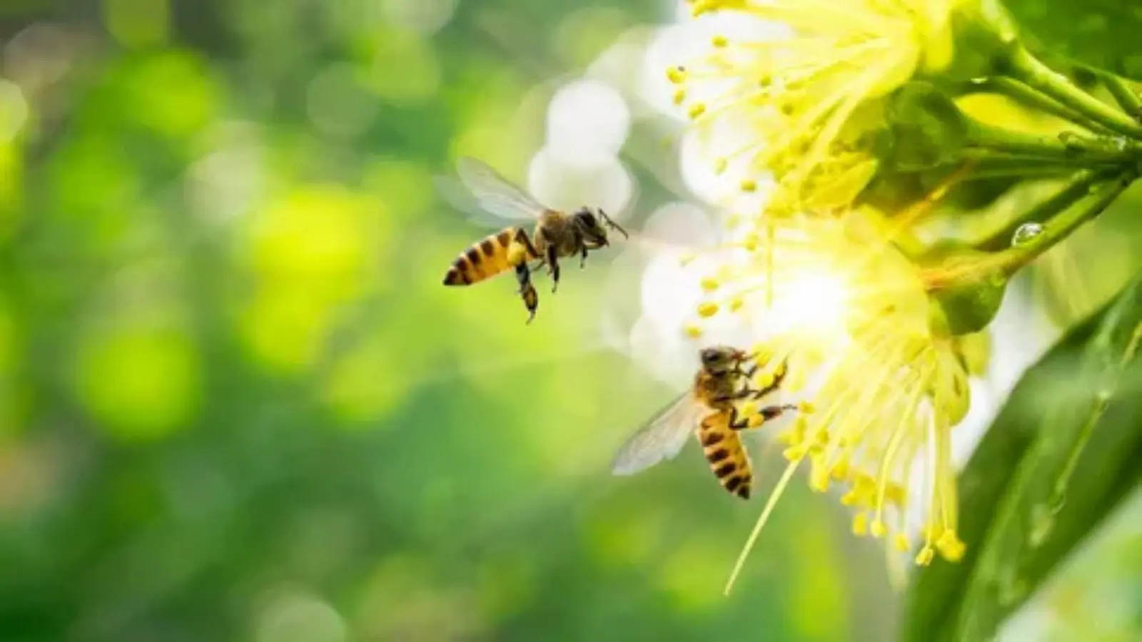 bee pick up lines