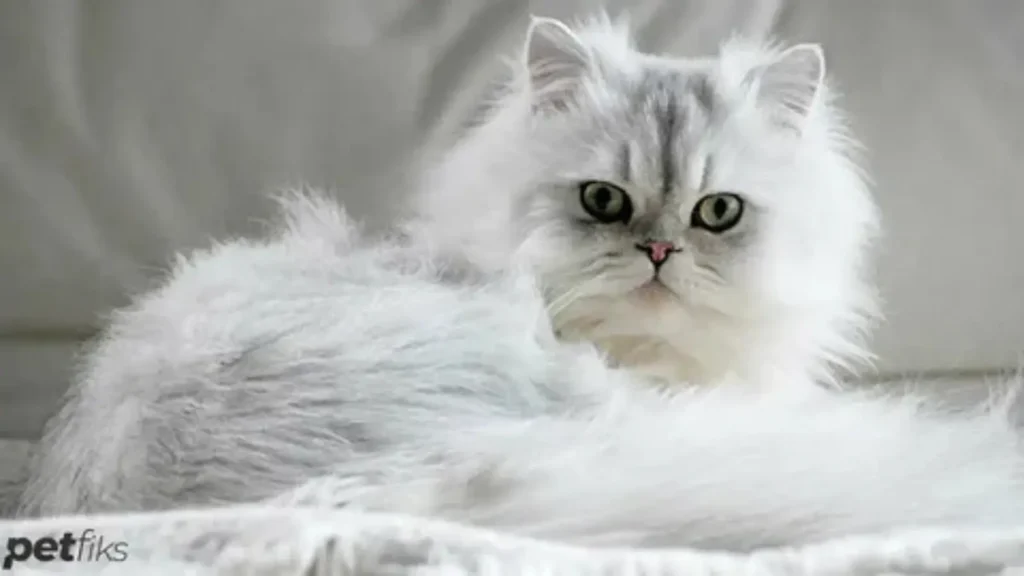 cat pick up lines