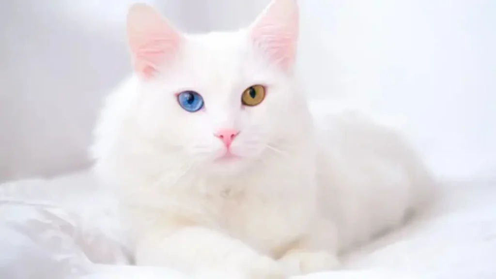 cat pick up lines