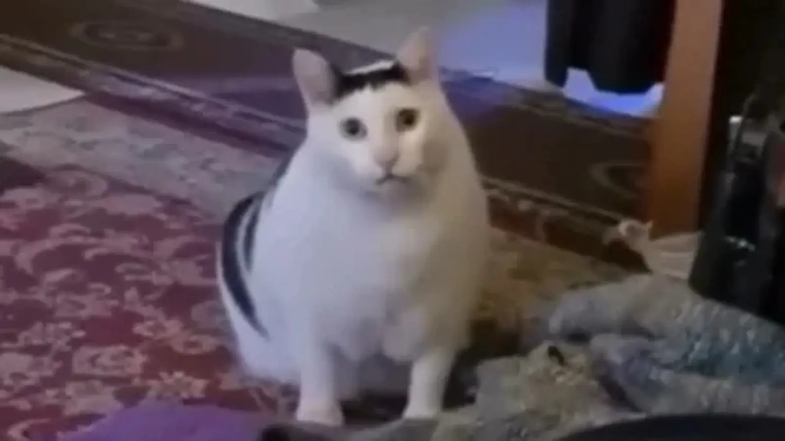 cat pick up lines