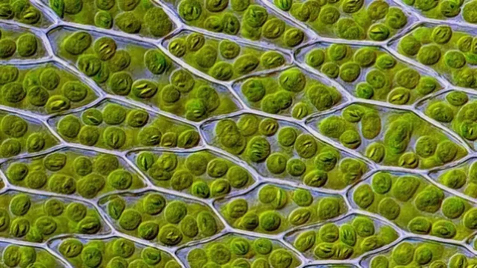 chloroplast pick up lines