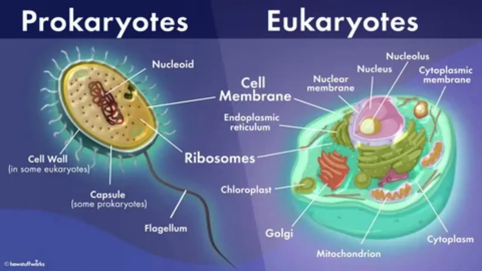 cytoplasm pick up lines