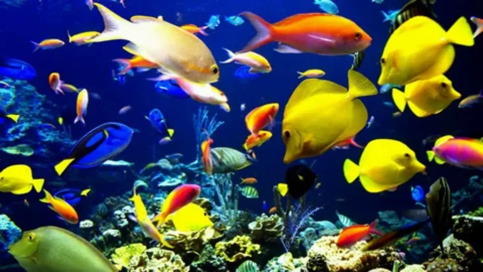 fish pick up lines