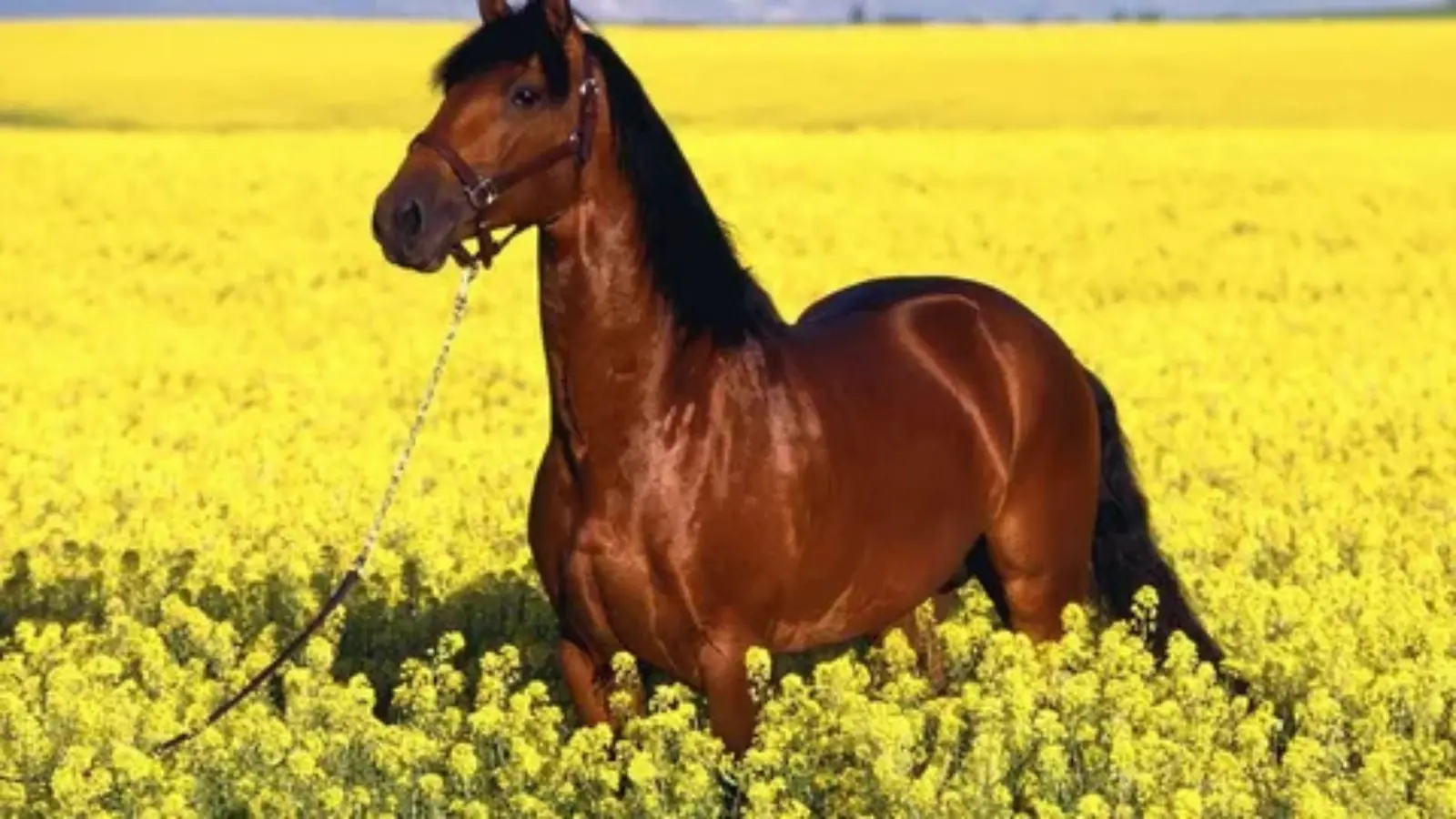 horse pick up lines