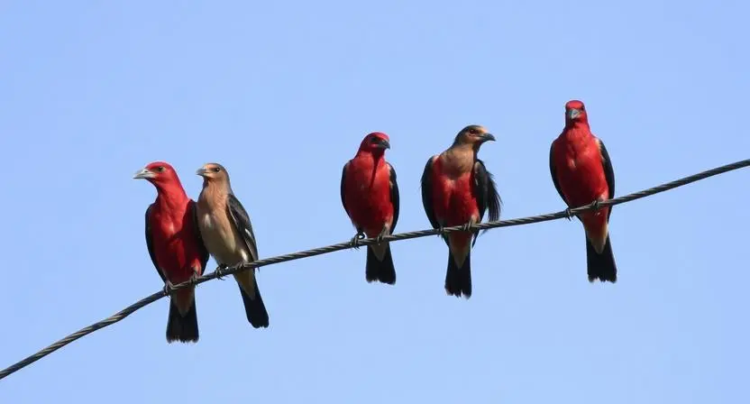 bird pick up lines