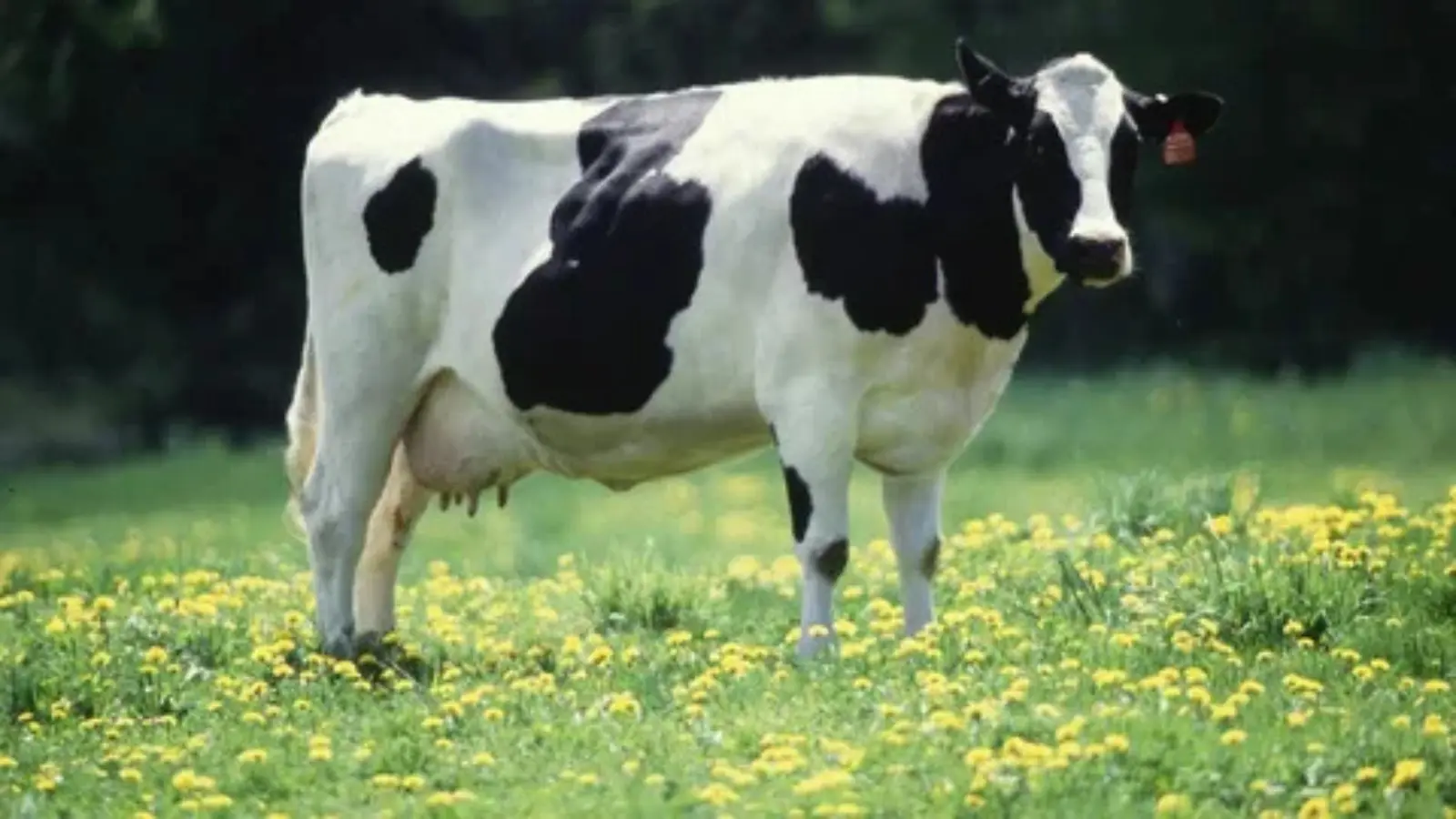 cow pick up lines