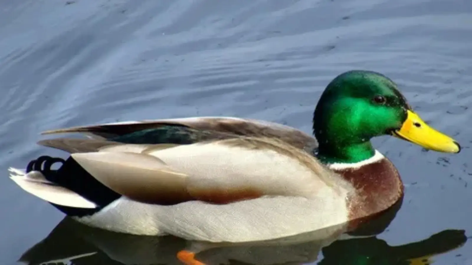 duck pick up lines